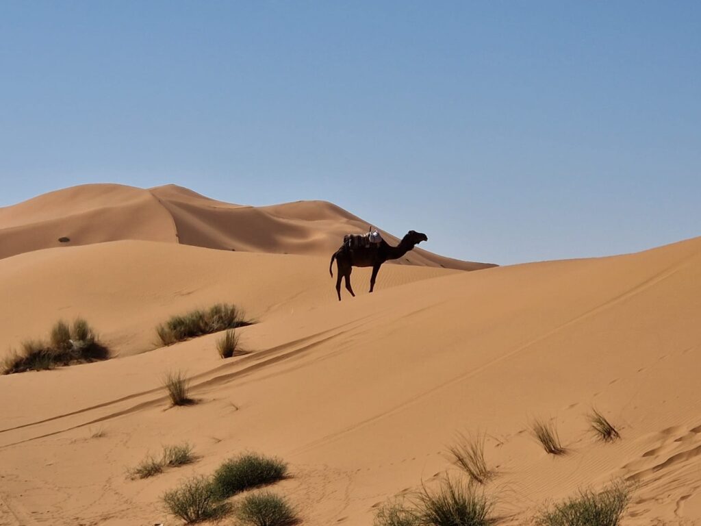 Camel in the Moroccan Sahara desert dunes